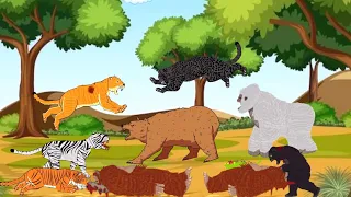 Big Cats, Black Panther, Black Jaguar, Tiger, White Tiger, Lion, Liger, Tigon - DC2 Animation