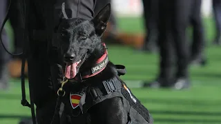 Black malinois police K9