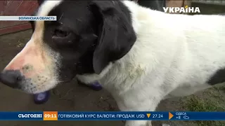 У Луцьку знайшли хазяїна загубленого собаки