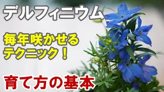 デルフィニウムの育て方 夏越し 摘心 夏越しできると2年目はスゴイ！