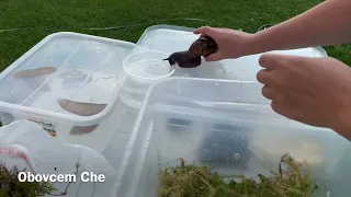 DO NOT GET ACHATIN SNAILS WITHOUT WATCHING THIS VIDEO.