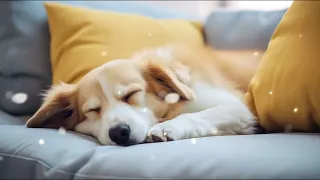 10 HOURS of Deep Sleep Anti Separation anxiety Dog Music💖🐶Calming Dog Music🎵🐶stressed dog