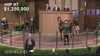 Hip 97, Quality Road - True Feelings sells for $2.5 million at 2022 Keeneland September