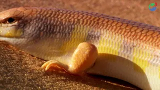 The Most Deadly Snake Of The Egyptian Desert