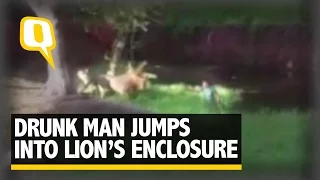 Drunken Man Jumps Into Lion Cage to ‘Shake Hands With a Lion’