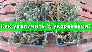 Как увеличить процент укореняемости хвойных декоративных растений ?