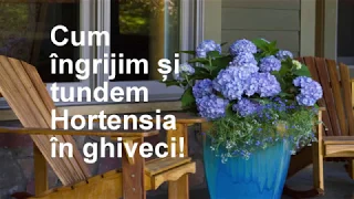 Cum ingrijim si tundem Hortensia in ghiveci