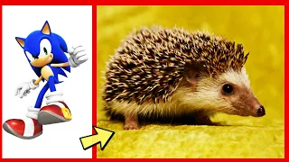 Sonic The Hedgehog Characters in Real Life 2024 💥 Characters So Cute 👍🏻 @botobototv