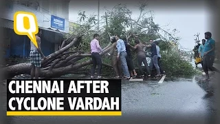 The Quint: Cyclone-Battered Chennai Limps Back to Normalcy