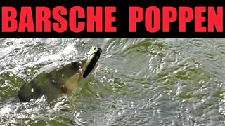 *** BARSCHE POPPEN *** - Barsch angeln mit Poppern - Anglerschwatz