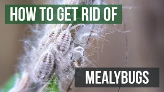 How to Get Rid of Mealybugs (4 Easy Steps)
