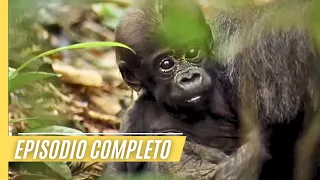 Mitos del Congo - regiones más misteriosas y peligrosas de la Tierra | Gorilas