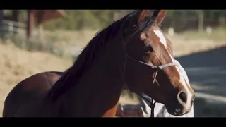 Don’t Let Me Down | Horse Edit