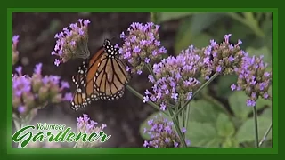 Butterfly and Hummingbird attractor plants | Volunteer Gardener