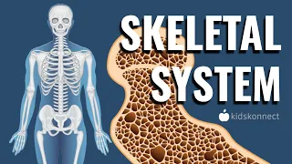 The Skeletal System For Kids | Names of Bones, Anatomy