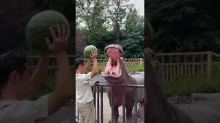 aider l'hippopotame à goûter la pastèque 🍉