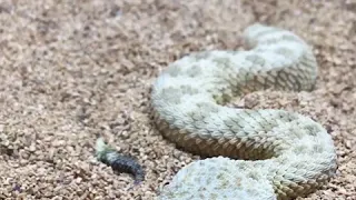 Snake Burying Itself Under Sand || Dogtooth Media