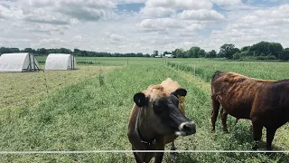 Small Scale Rotational Grazing on our 5 Acre Homestead