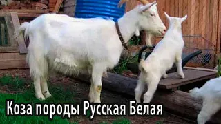 Коза породы Русская Белая