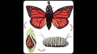 Plush Monarch Butterfly Toy That Can Go Though Metamorphosis