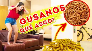 NUESTRA CASA SE LLENA DE BICHOS 🐛 SI VES ESTO EN TU CASA, CORRE! | Yippee Family