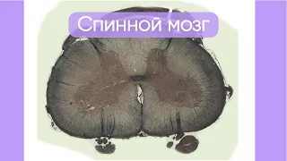 Спинной мозг  | коротко и понятно