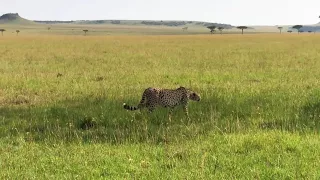 Cheetah - Masai Mara