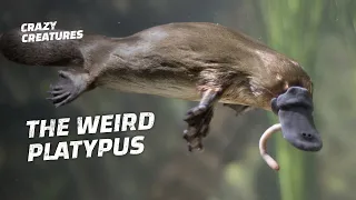 Everything About the Platypus Is Weird