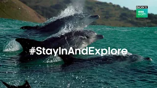 Stay In And Explore Stories Of Our World! | Sony BBC Earth