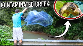 What Lives in a Contaminated Creek??? (Creek Monster)