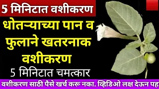 धोतऱ्याच्या पानाने व फुलाने फक्त ५ मिनिटात करा प्रचंड खतरनाक वशीकरण.. कुणालाही आकर्षित करा ५ मिनिटात