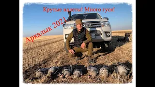 Охота на гуся в Казахстане, Аркалык и Акмолинская область, Октябрь 2021г.