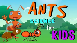 Ants | Science for Kids