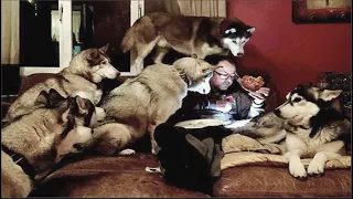 Huskies Being Dramatic & Weird For 10 Minutes - Cutest and Funniest Husky Puppy Moments