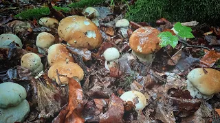 Ліс в якому Грибів БІЛЬШЕ чим патиків///🍄🍄🍄///ГРИБИ 2022.. mushrooms🇺🇦