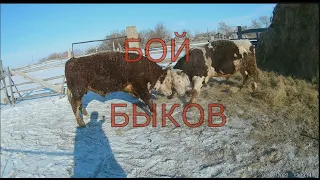 Бой быков