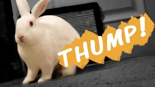 Why Do Rabbits Thump?