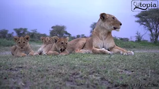 Hunter, Mother, Survivor | Fierce Queens of the Pride