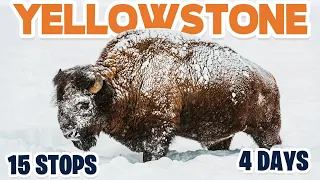 Winter in Yellowstone: 4 Magical Days in a Winter Wonderland