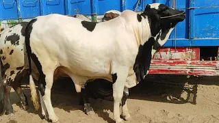 Multan Cattle Market Vip Heavy Bachray Latest Update | SS Tv |