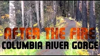 Gone Travelin' V: After the fire in the Columbia Gorge