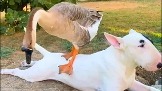 This Goose loves waking the Bull Terrier up with the funniest method... - Animal Rescue