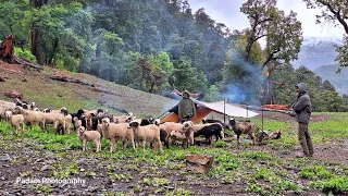 Nepali Mountain Village Life |Rainy Day | Sheep shepherd Life | organic Food |Real Nepali Life |