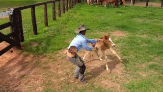 Laçando e curando potrinho