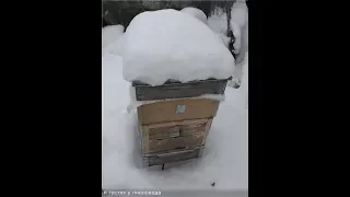 холодная зимовка пчел , раньше это обозначало совершенно другую методику зимовки