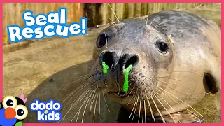 Rescuers Give Seal With Stuffy Nose Special Medicine So He Can Go Home | Dodo Kids | Rescued!