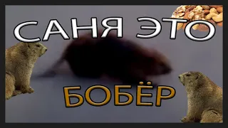 Саня, это бобёр!!