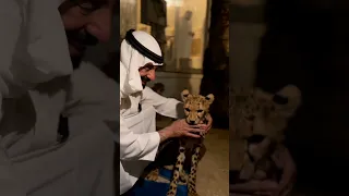 Pet Cheetah Of My Friend #arab #dubai #dxb #village #cheetah #cats #pets  #sheikh #fazza #faz3
