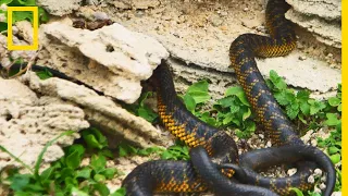 L'île Carnac : terre des serpents venimeux