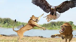 When Eagles Get Savage And Attack Baby Lion! The Mother Lion Is Powerless To Save Her Cubs